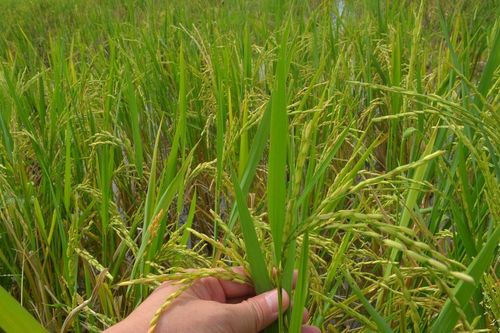 Nghệ An có khoảng 3.500 ha lúa chét