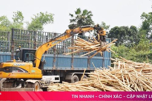 Vì sao trồng rừng sản xuất ở Hà Tĩnh mới dừng lại ở bán gỗ băm dăm?