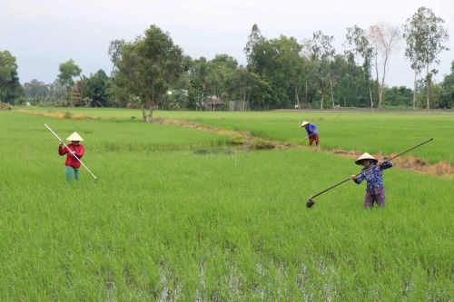 Thủ tướng giao 3 Bộ làm rõ nguyên nhân lúa chết do nhiễm mặn 'bí ẩn' ở Hậu Giang
