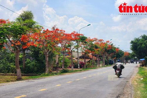 Con đường hoa phượng đỏ rực dài 10km ở miền Tây