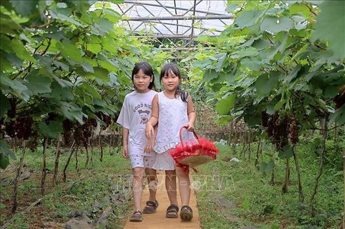 Hiệu quả từ những mô hình phát triển nông nghiệp gắn với du lịch