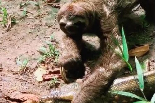 Clip: Bị trăn Anaconda khổng lồ ngáng đường, hành động của con lười khiến kẻ săn mồi phải 'sững cả người'