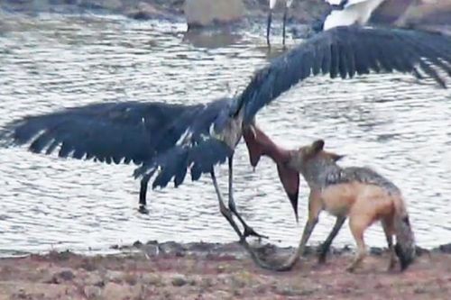 Clip: Cuộc chiến sinh tồn khốc liệt giữa chó rừng và cò marabou khổng lồ