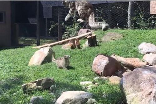 Clip: Báo tuyết mẹ 'diễn sâu' để dạy báo con kỹ năng săn mồi