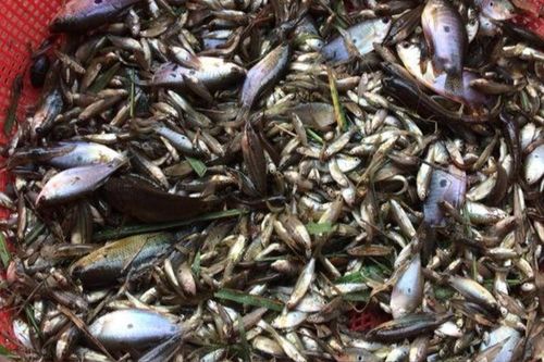 Loại cá đặc sản chỉ có ở An Giang, ai muốn ăn phải đặt trước, 100.000 đồng/kg