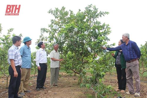 Khơi dậy đất đồi Hà Long