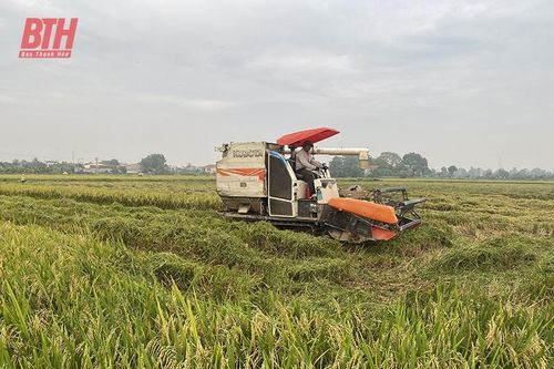 Nông Cống liên kết thu mua lúa tại ruộng