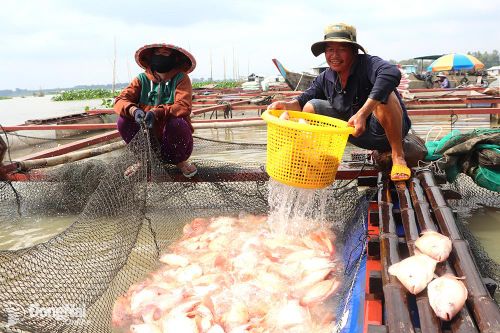 Nuôi cá bè an toàn trong giai đoạn chuyển mùa