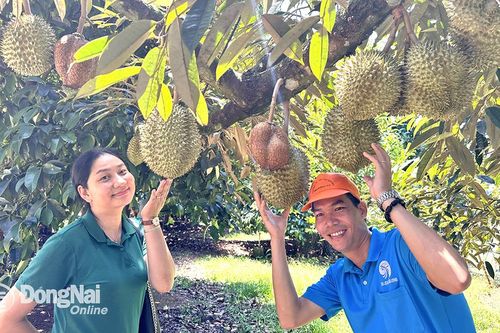 Sẵn sàng cho mùa Lễ hội Trái cây Long Khánh năm 2024