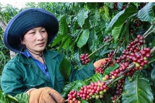 Giá cà phê ở Gia Lai tăng 600 ngàn đồng/tấn