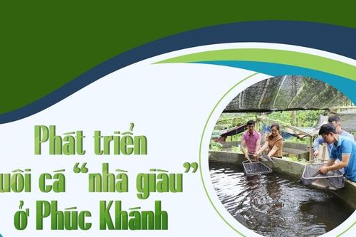Phát triển nuôi cá 'nhà giàu' ở Phúc Khánh