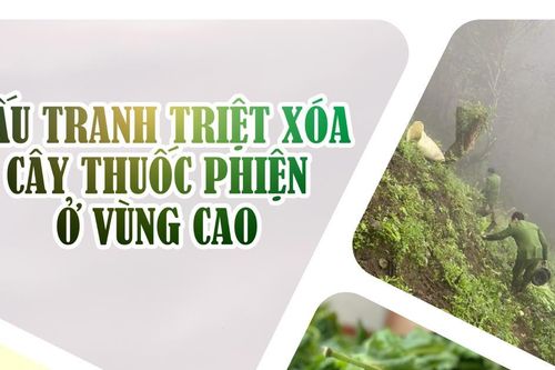Đấu tranh triệt xóa cây thuốc phiện ở vùng cao