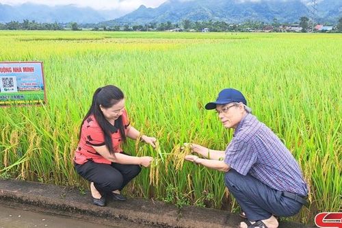 Phù Yên 'số hóa' sản phẩm lúa hữu cơ