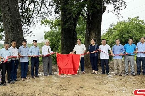 Mường La có 32 cây cổ thụ được công nhận cây di sản Việt Nam