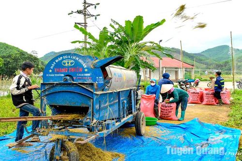 Mùa vàng trên những cánh đồng các xã ATK