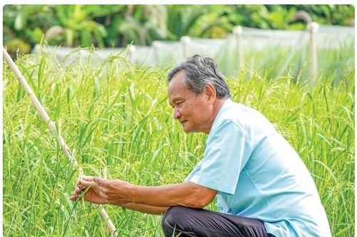 Kiên Giang: Tư Việt- Nhà khoa học của nhà nông