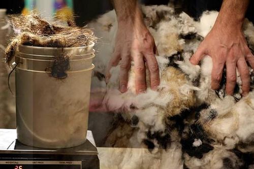 Độc đáo công nghệ tái chế lông tóc để hút chất độc hại gây ô nhiễm nguồn nước