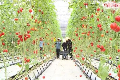 Những khác biệt trong cách làm giúp nông dân Nghệ An bắt đất 'đẻ' ra tiền, thu lợi nhuận vượt trội