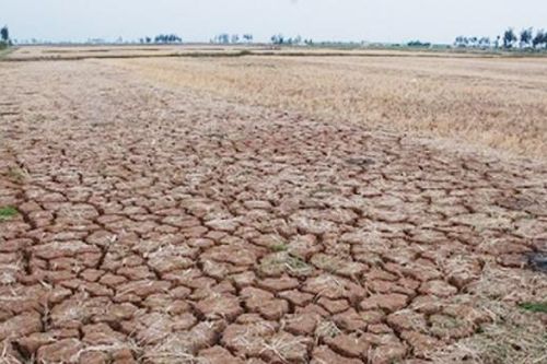 Hỗ trợ tỉnh Ninh Thuận 1,9 tỷ đồng để ứng phó với hạn hán