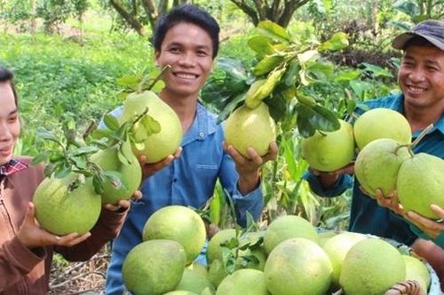 Thị xã Bình Minh phát triển du lịch gắn với sản phẩm đặc thù