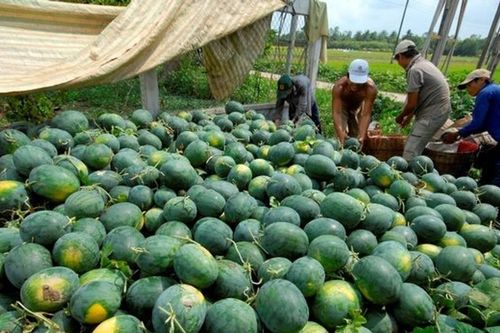 Thêm cơ hội cho nông sản vươn xa