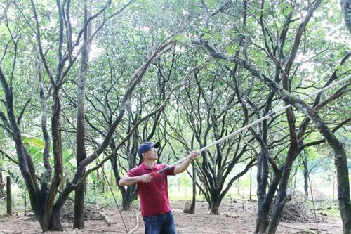 Thanh trà mất mùa, người trồng lao đao