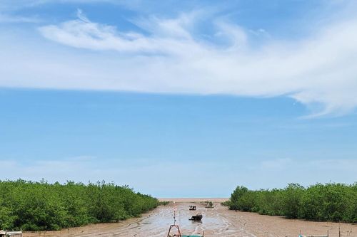 Vành đai xanh nơi cửa biển