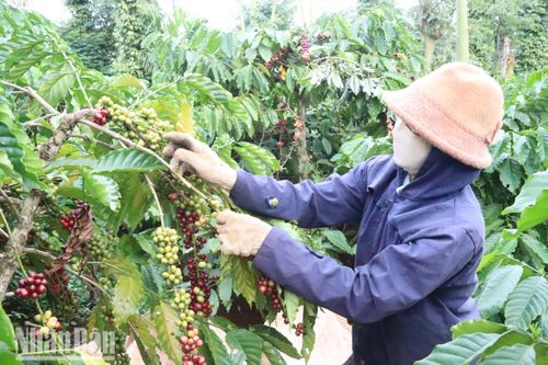 Gia tăng giá trị cho cây cà-phê
