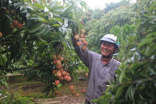 Nông dân sống khỏe nhờ giống vải trứng