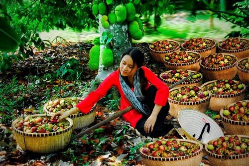 Bình Dương thi sáng tác ảnh nhanh trong lễ hội 'Mùa trái chín'