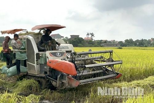 Ninh Bình: Năng suất lúa vụ Đông xuân ước đạt 66,81 tạ/ha