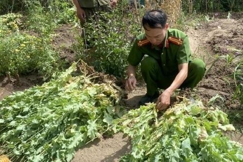 Gia Lai: Vợ báo Công an chồng trồng gần 500 cây thuốc phiện trong vườn rau