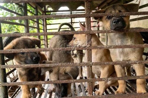 Kêu gọi chấm dứt buôn bán thịt chó, mèo vì sức khỏe cộng đồng