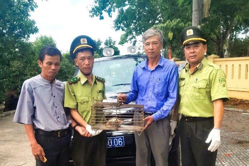 Người dân tự nguyện nộp 1 con rùa hộp trán vàng