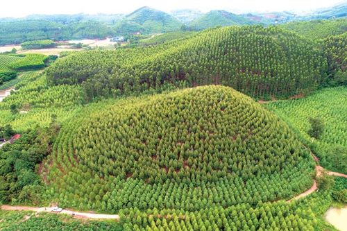 Chuyển hồ sơ sang công an vụ khoán hơn 142 ha đất lâm nghiệp ở Bắc Giang