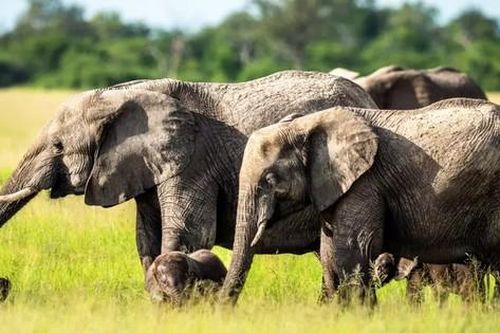 Phát hiện kinh ngạc về cách voi gọi nhau bằng tên