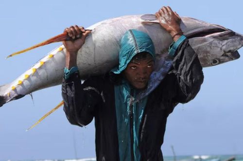FAO: Nuôi trồng thủy sản trở thành nguồn cung cấp cá chính trên toàn cầu
