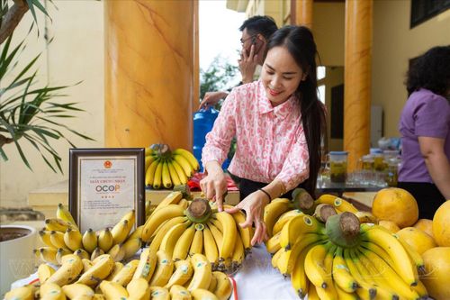 Sản phẩm chuối Vân Nam cho thu tiền tỷ mỗi năm