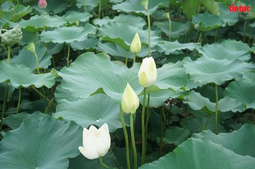 Thiếu nữ Hà Thành khoe dáng bên đầm sen hồ Tây