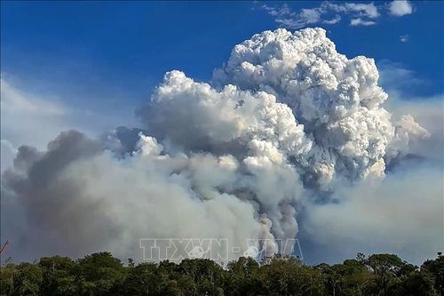 Cháy rừng đe dọa hệ sinh thái độc đáo tại Brazil