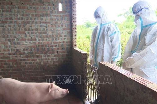 Quảng Ninh: Ngăn chặn sự lây lan của dịch tả lợn châu Phi