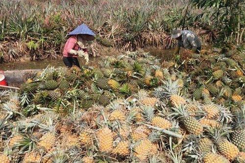 Giá nông sản hôm nay 11/6: Hồ tiêu duy trì đà tăng, dứa Lạng Sơn năng suất cao