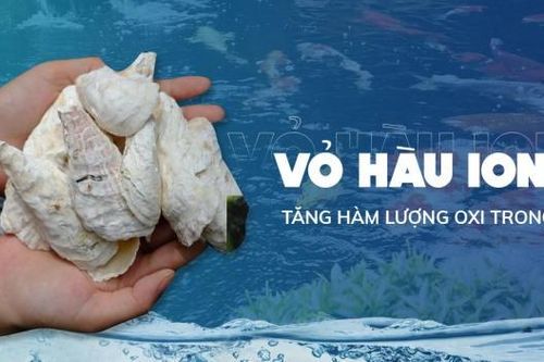 Cứu tinh dành cho cá koi