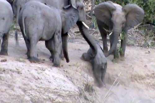 Clip: Đoàn kết như voi, cả đàn xúm lại giúp đỡ chú voi nhỏ leo dốc