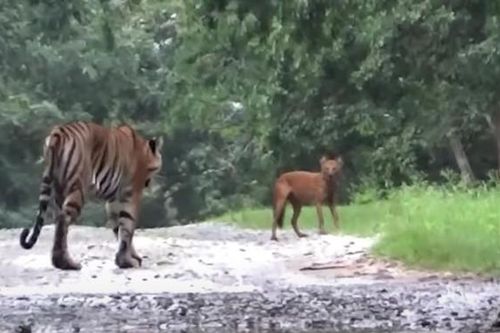 Clip: Hổ Bengal đua tốc độ cùng sói đỏ, nhận cái kết hài hước