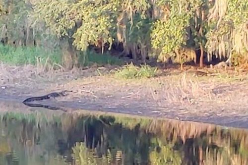 Clip: Cá sấu mõm ngắn Mỹ 'vồ' lợn rừng