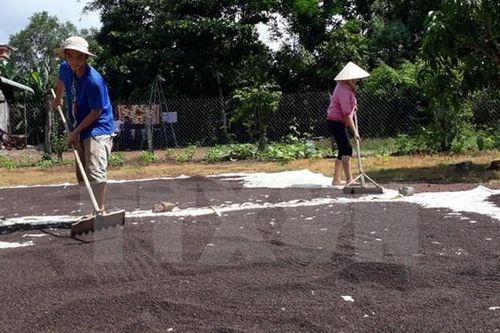 Doanh nghiệp xuất khẩu hồ tiêu, cà phê phản ánh tình trạng bị 'rút ruột'