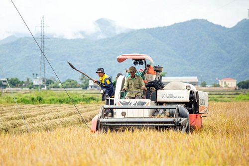 Tất bật trên cánh đồng Mường Thanh