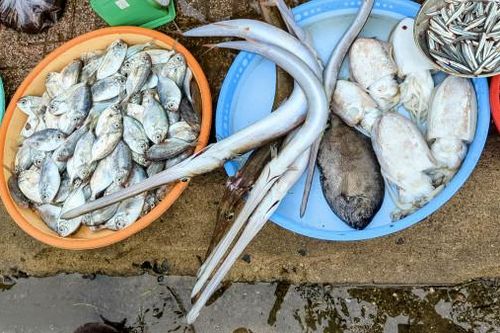 Tản mạn với cá biển