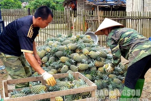 Hữu Lũng: Dứa được giá, nông dân phấn khởi
